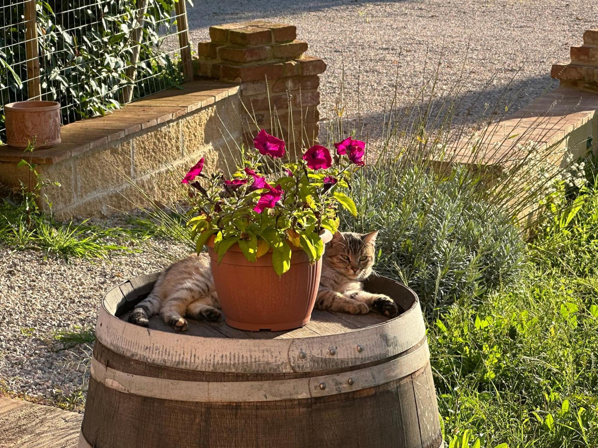 Fornace Del Conte Apartamento Abbadia di Montepulciano Exterior foto